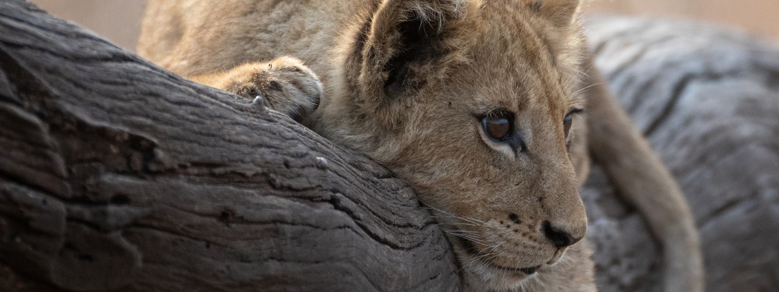 African Pride Brochure Cover