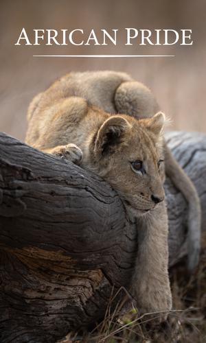 African Pride Brochure Cover