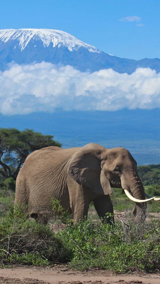 Mount Kilimanjaro Elephant Card