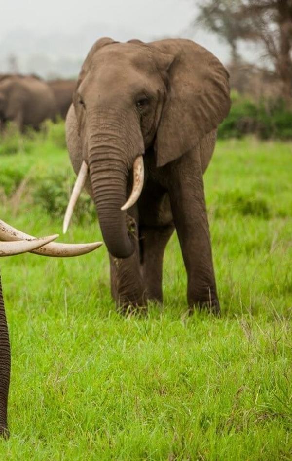 Rhino Sands Safari Camp Kwa Zulu Natal card