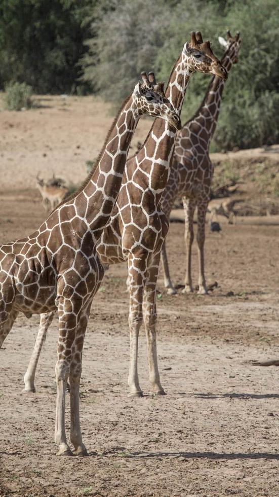 Samburu Tower of Reticulated Giraffe