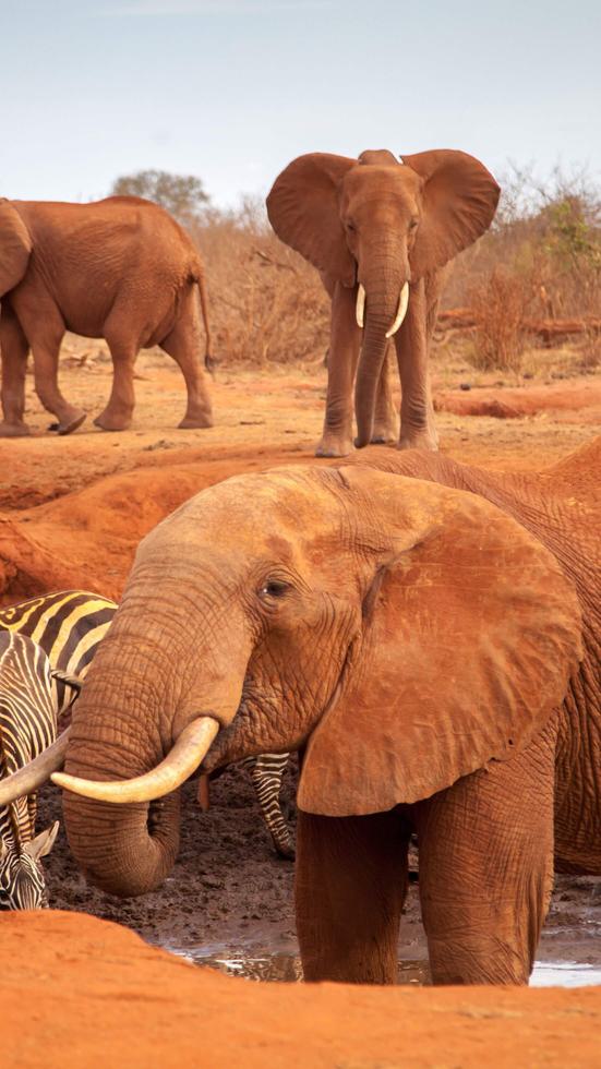 Tsavo National Park Elephants Zebra