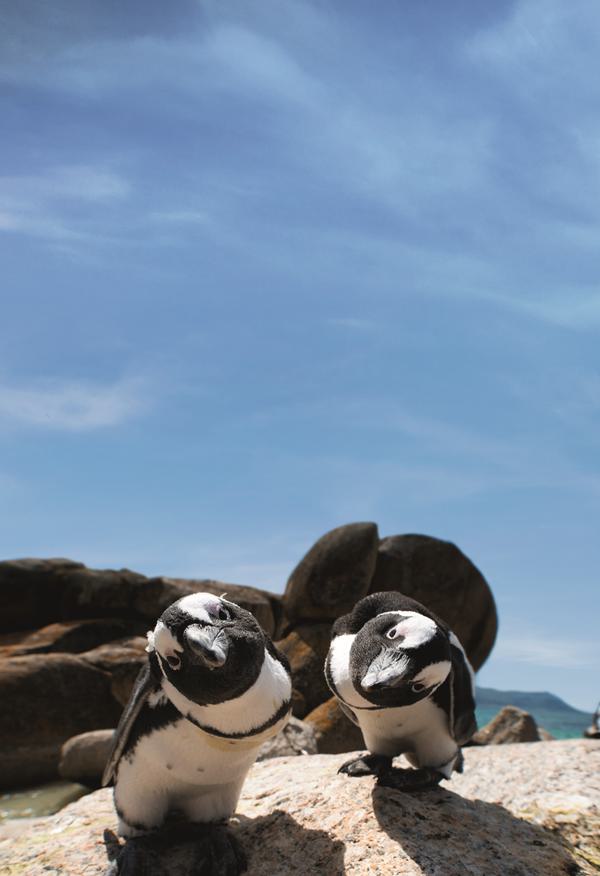 Comical penguin portrait SAT