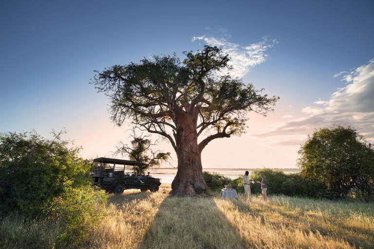 Beyond Chobe Under Canvas drinks under Baobab tree