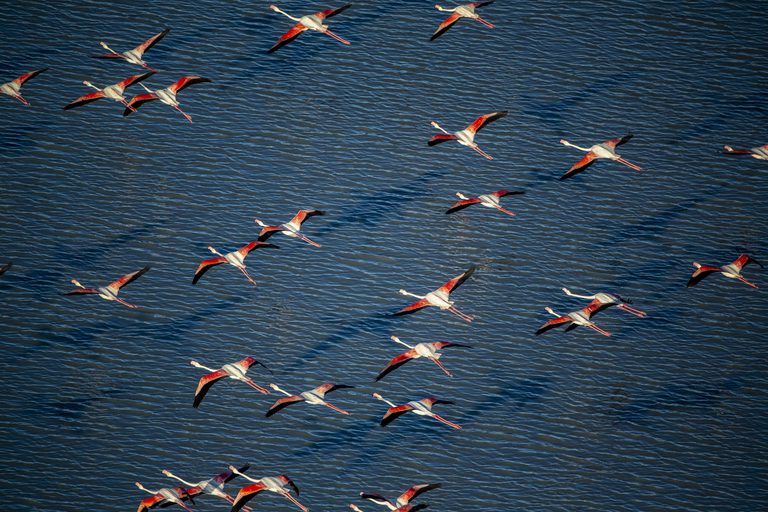 Camp Kalahari Flamingo