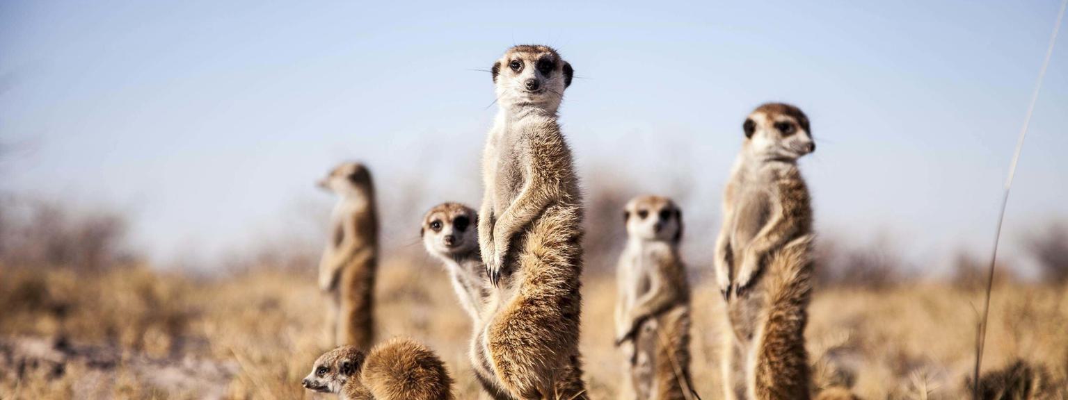 Camp Kalahari Meerkat Experience