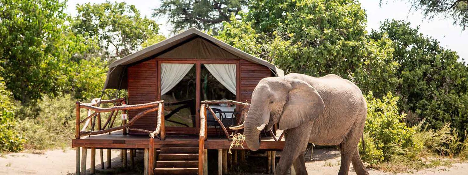 Camp Savuti Elephant outside tent