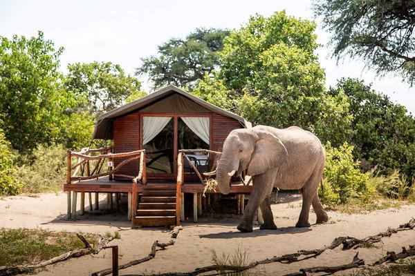 Camp Savuti Elephant outside tent