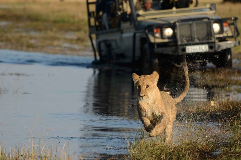 Camp Savuti game drive lion in water