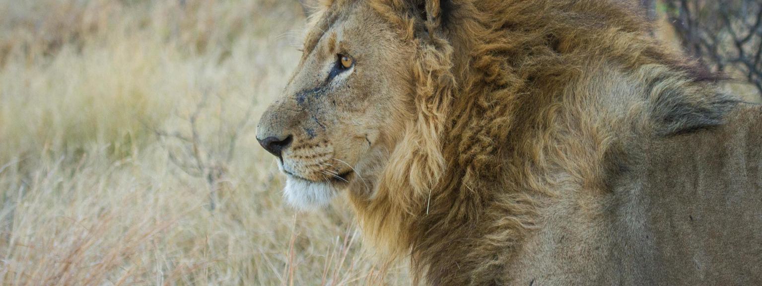 Lion Single Camp Xakanaxa