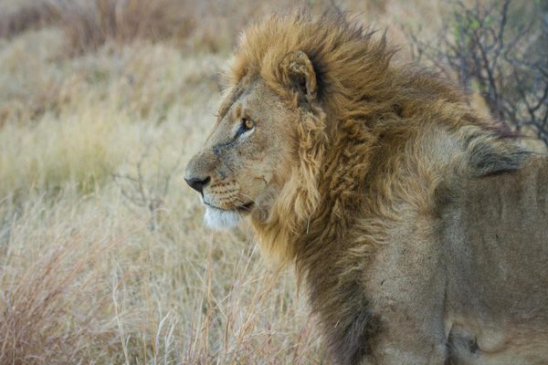 Lion Single Camp Xakanaxa