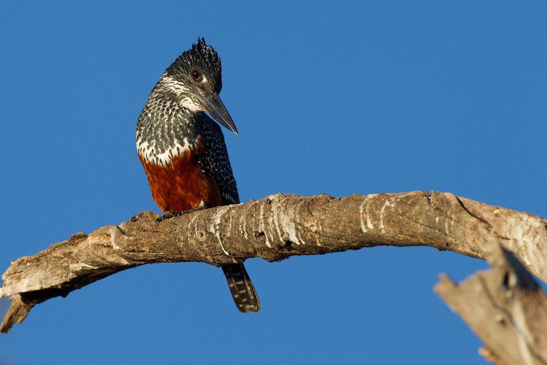 Chobe Game Lodge Bird on branch
