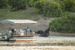 Chobe Game Lodge boating with elephant in water
