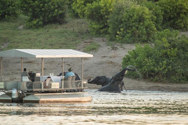 Chobe Game Lodge boating with elephant in water