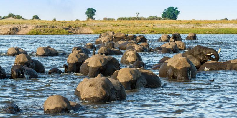 Chobe Game Lodge Elephants