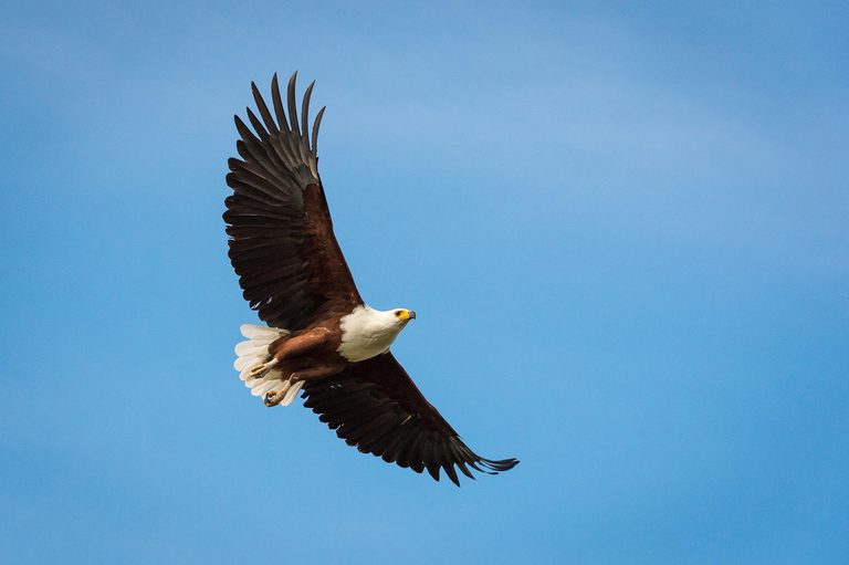 Dumatau Camp African Fish Eagle