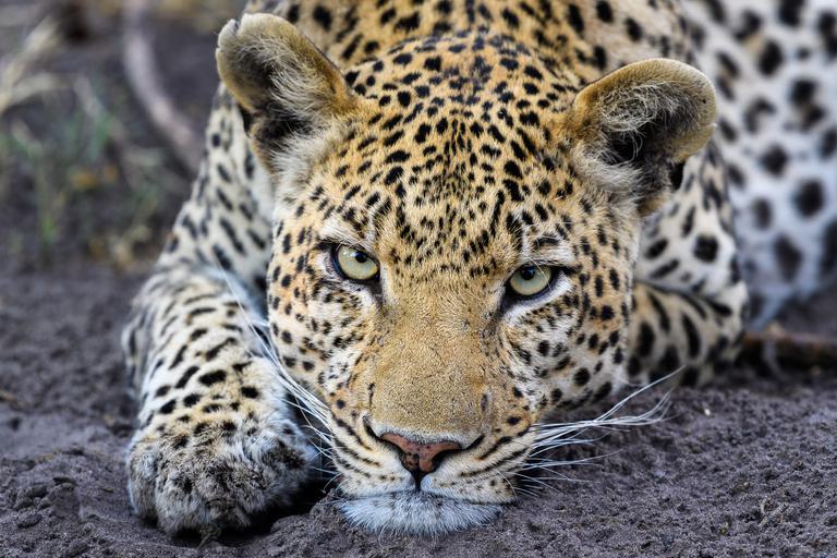 Dumatau Camp Leopard close up