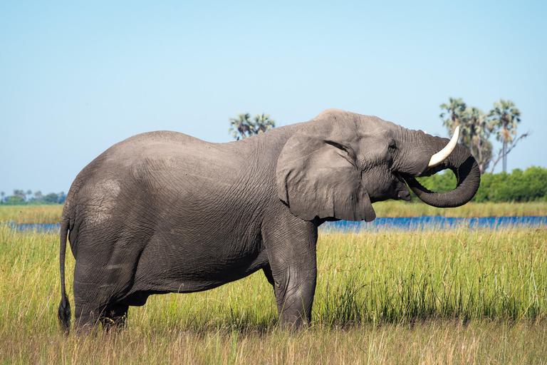 Dumatau Camp lone Elephant