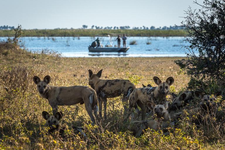 Dumatau Camp wild dog boat safari