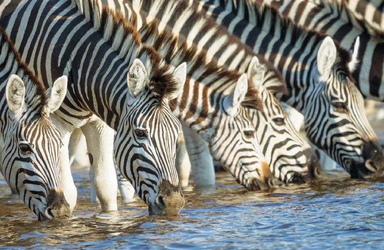 Leroo La Tau Boteti River Drinking Zebras