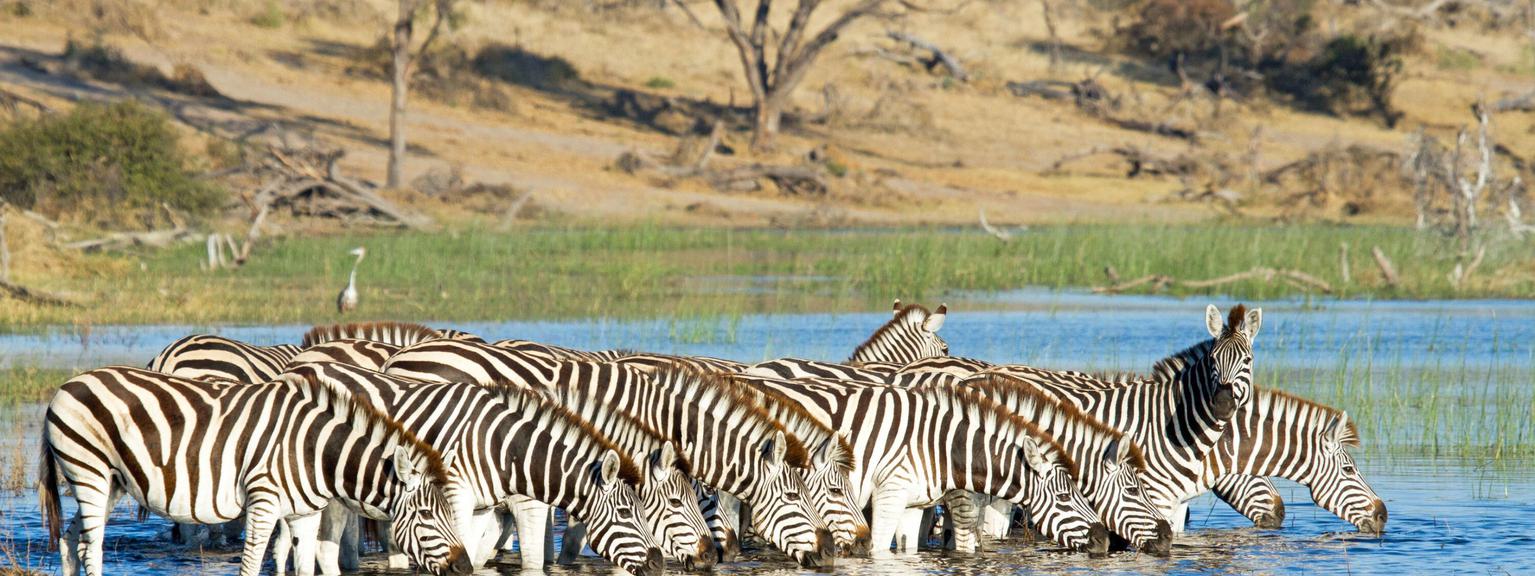 Leroo La Tau Zebras in Boteti River