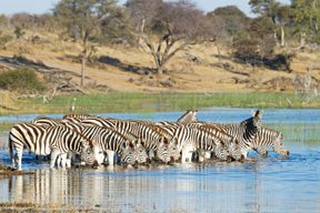 Leroo La Tau Zebras in Boteti River