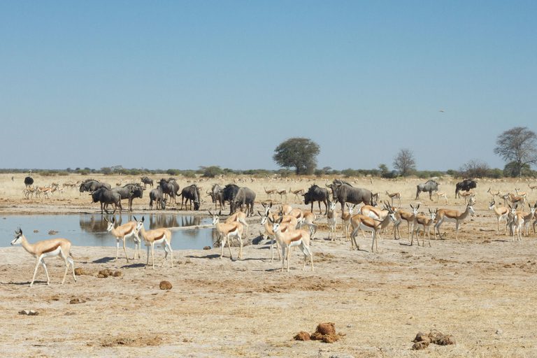 Leroo Le Tau Nxai Pan waterhole Day Trip