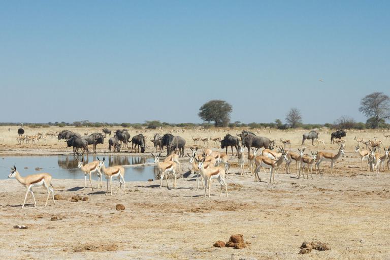 Leroo Le Tau Nxai Pan waterhole Day Trip
