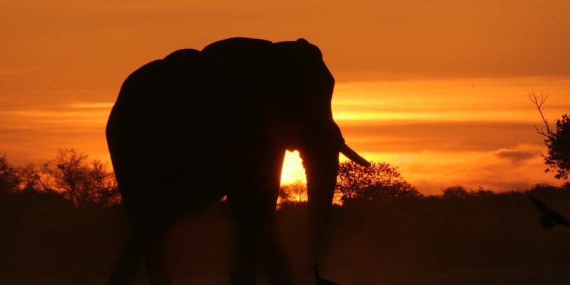 Letaka Elephant Silhouette