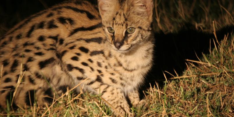 Letaka Serval at night