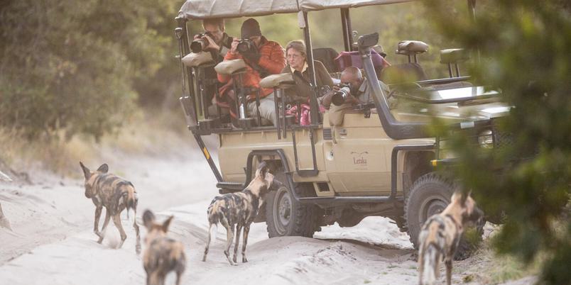 Letaka wild dogs in front of vehicle