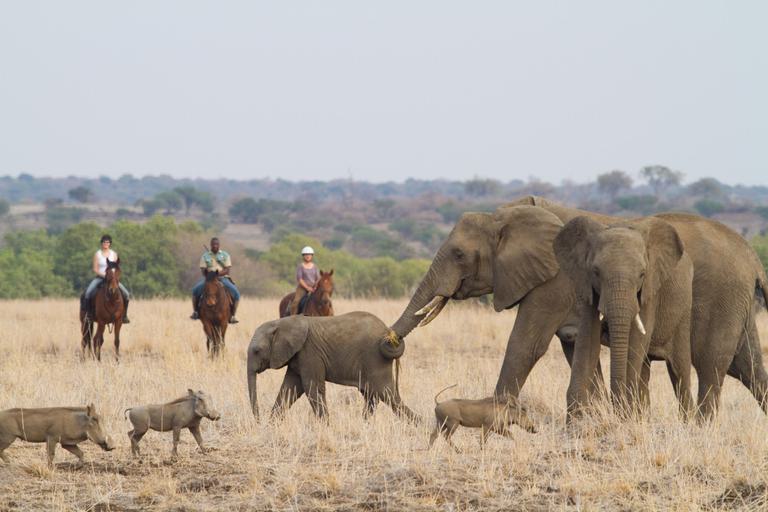 Horse riding Mashatu with Elephant and warthog