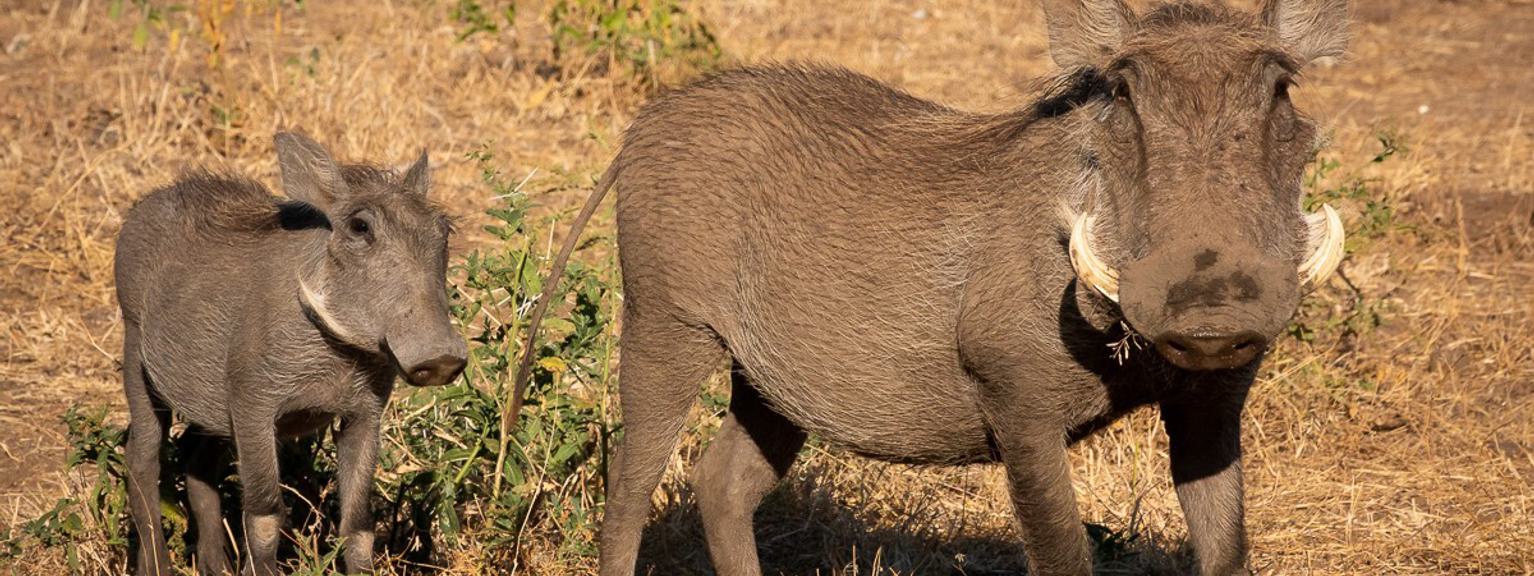 Mashatu Game Reserve 2 warthog