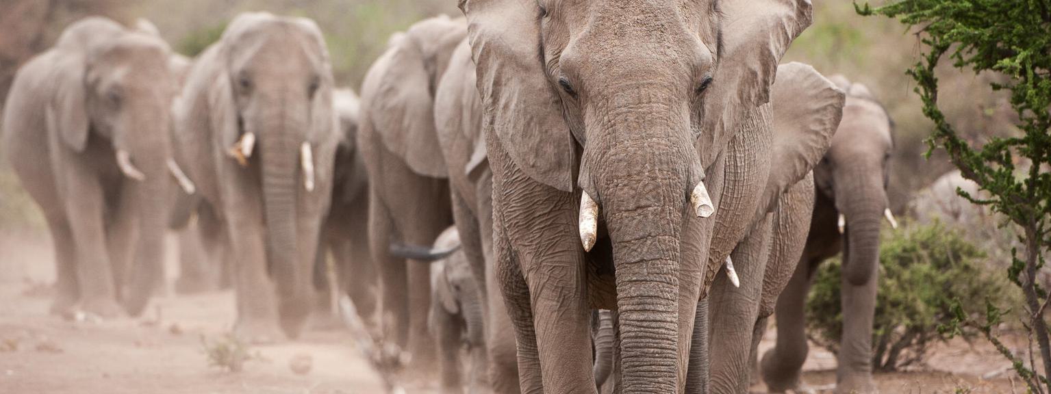 Mashatu Game Reserve elephant herds