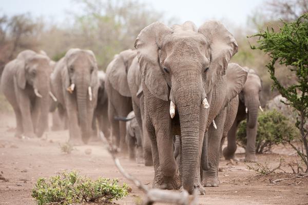 Mashatu Game Reserve elephant herds