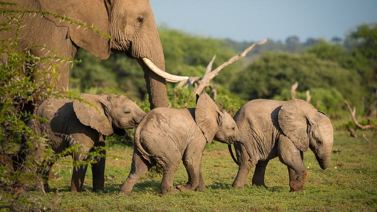 Mashutu Game Reserve baby elephants