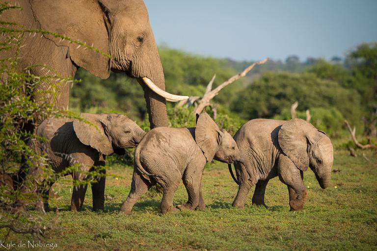 Mashutu Game Reserve baby elephants