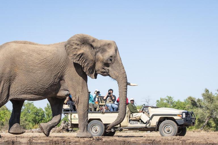 Tuli safari Lodge Game Drive and Elephant