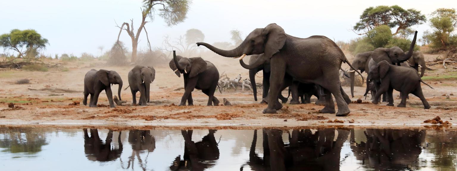 Meno a Kwena boating elephant herd