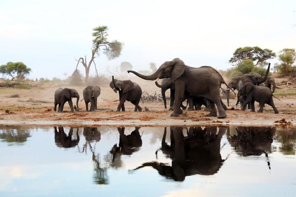 Meno a Kwena boating elephant herd