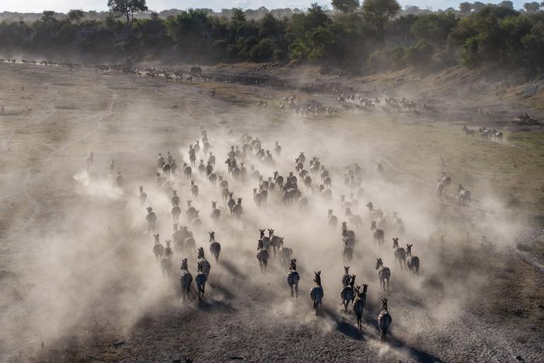 Meno a Kwena zebra migration