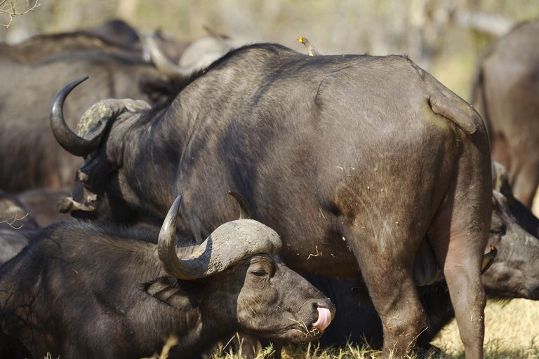 Okuti Camp Buffalo