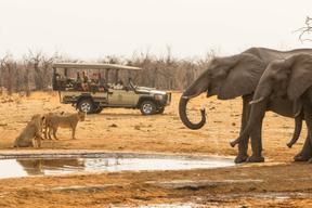 Savute Safari Lodge game drive elephant and lion at waterhole