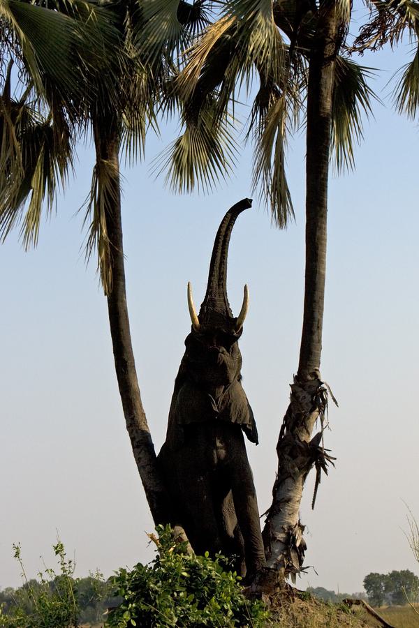 Elephant Trunkup Palm tree Shinde Okavango