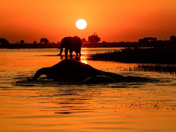 Elephant in Chobe River at sunset Itinerary Hero SS