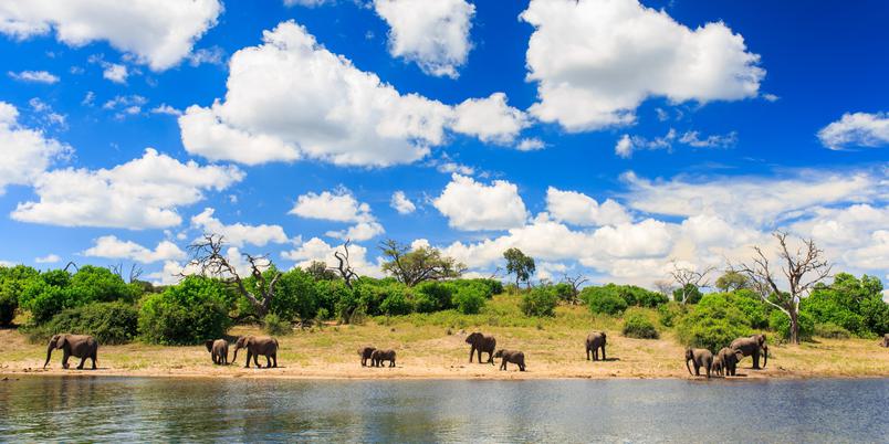 Elephants at Chobe River SS