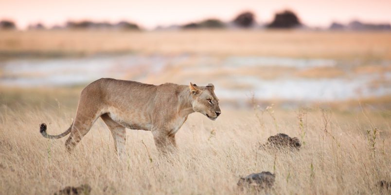 SS 371377912 Chobe Lion 1