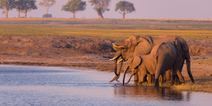 SS 507045994 Chobe Elephants 1