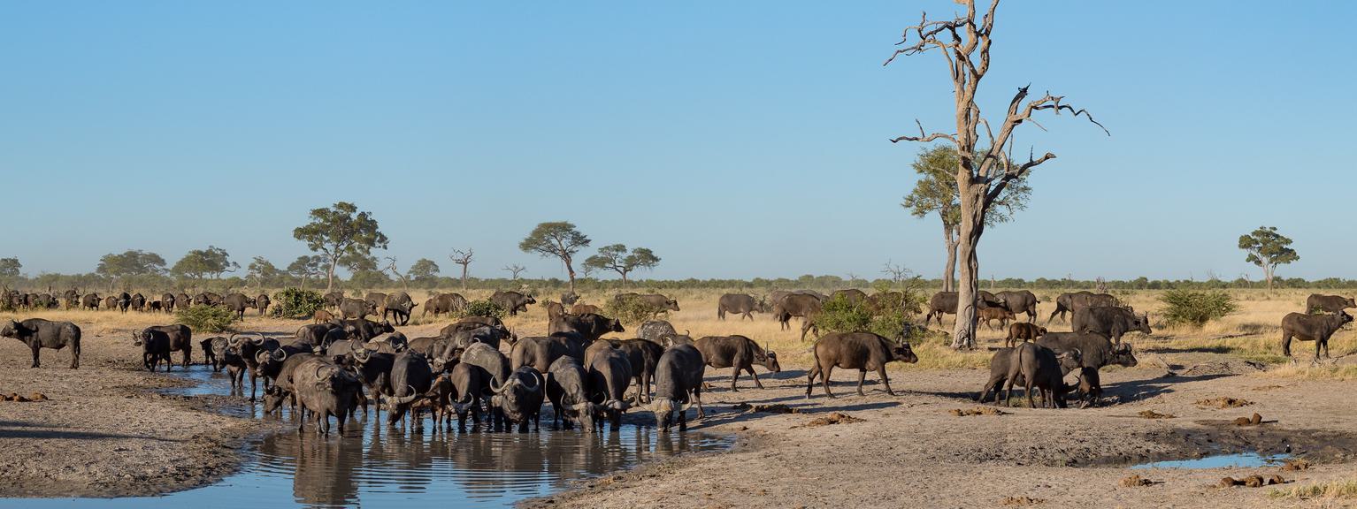 Savute Buffalo at waterhole SS