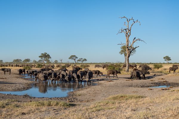 Savute Buffalo at waterhole SS